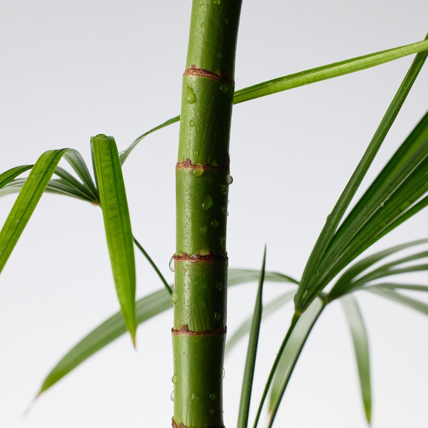 MIGHTY BAMBOO PANTHENOL SERUM 30ML