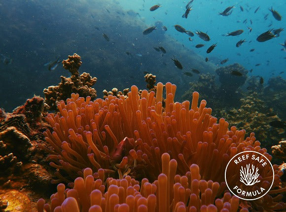 DAILY SOFT TOUCH SUNSCREEN SPF50+ PA++++ 60ML