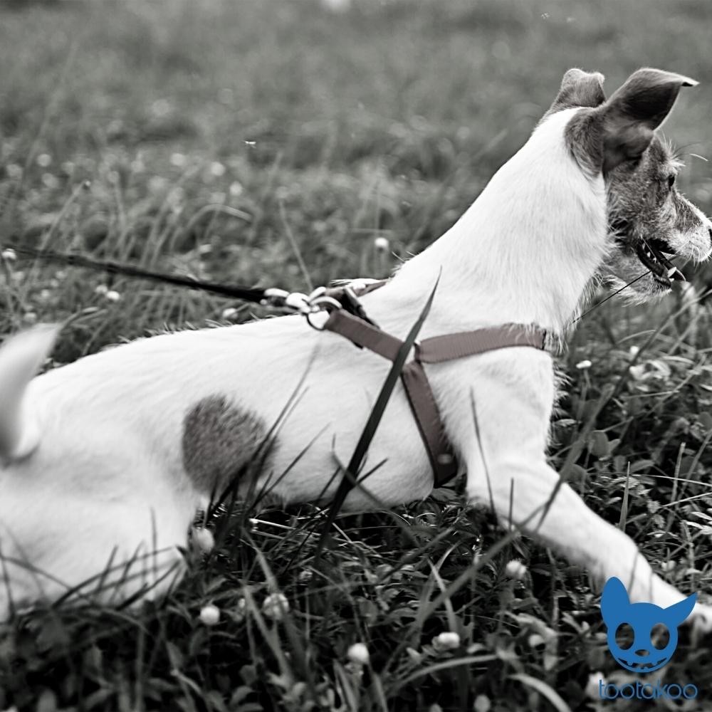 STEP-IN DOG HARNESS Paws
